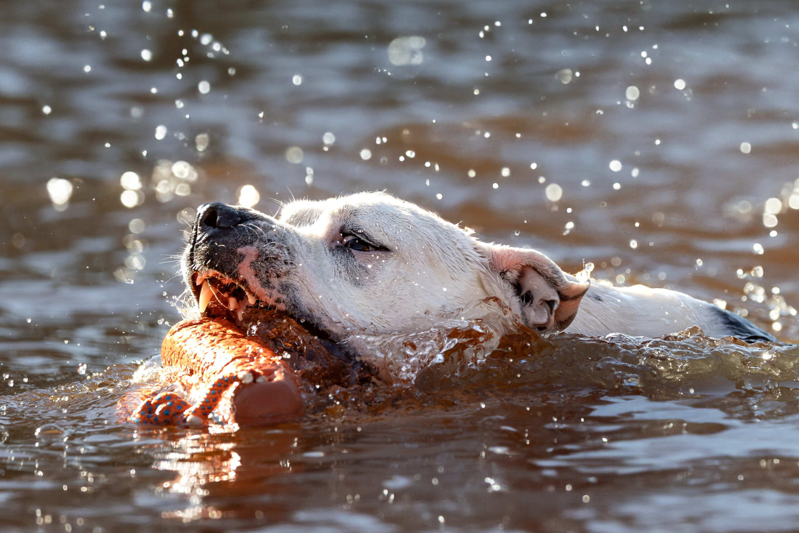 Labrador retriever on the Chesapeake — pure focus, drive, and heart.