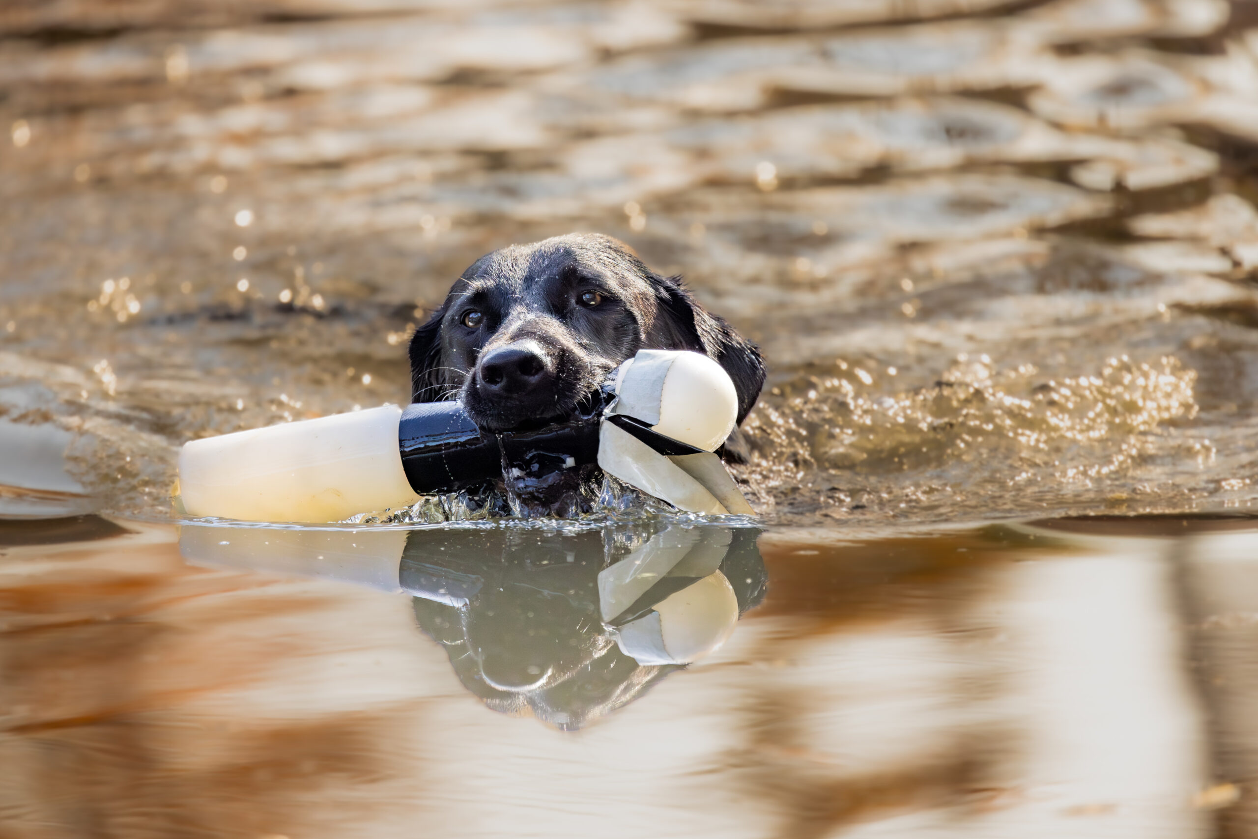 Morning drills — eager retrievers slicing through still water under the Eastern Shore su