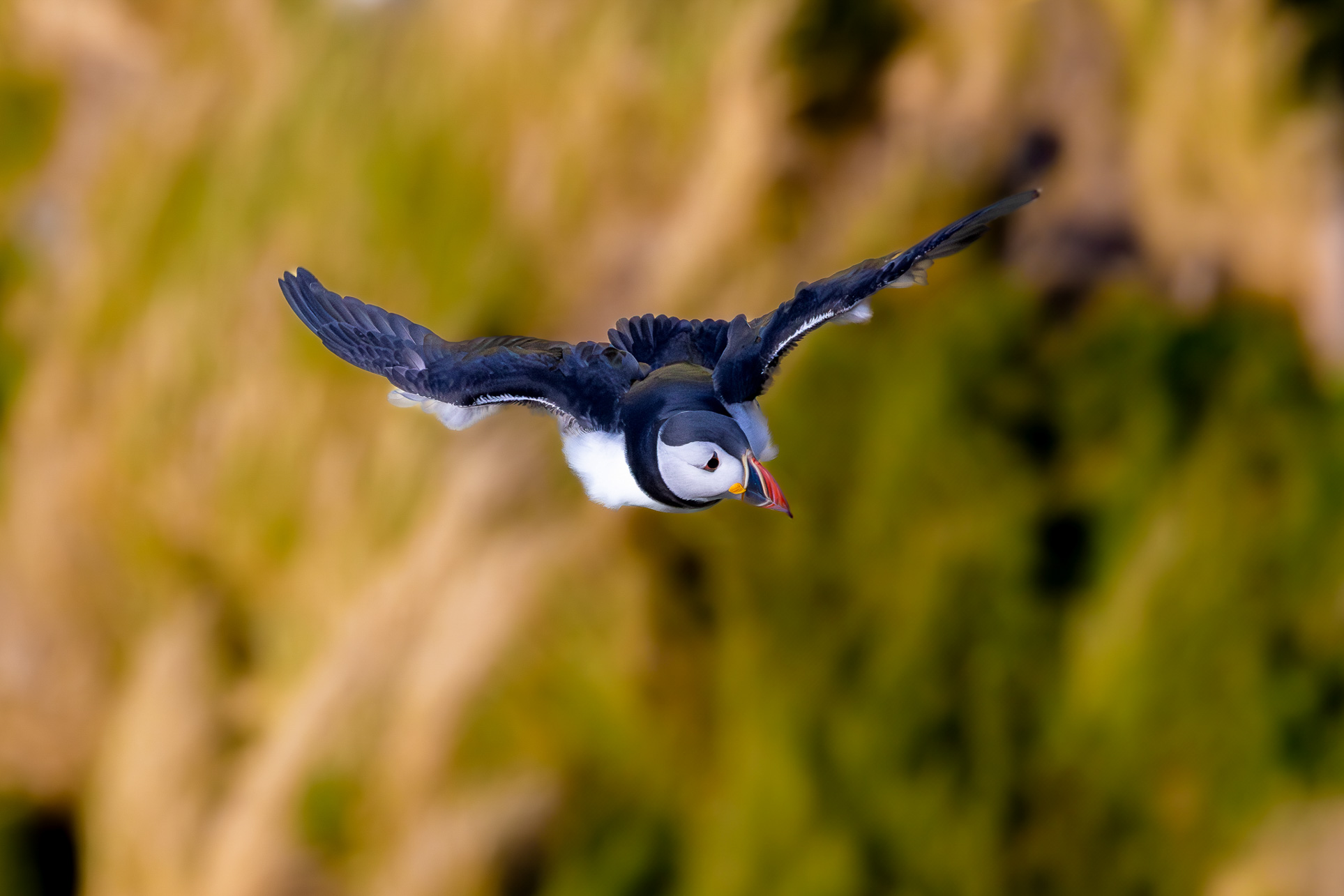 Close-up of an Atlantic puffin in flight off the coast of Norway
